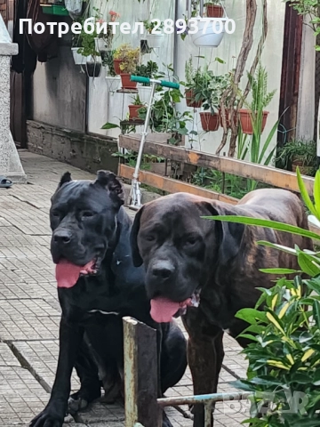 Черни КАНЕ КОРСО , снимка 3 - Кане корсо - 52617065