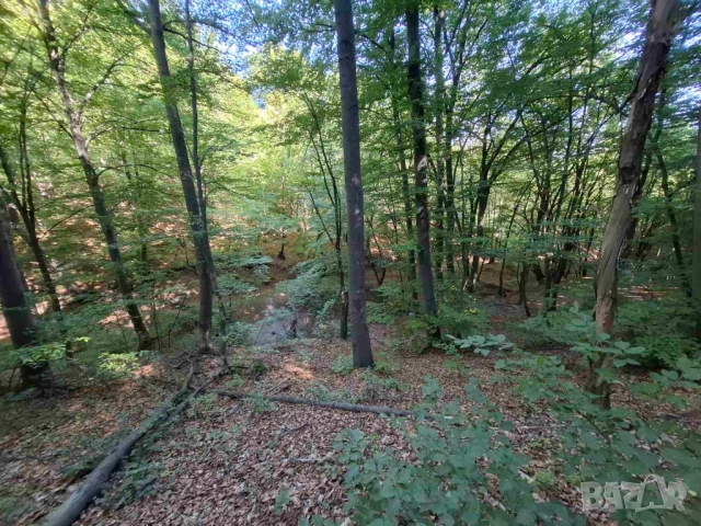  Продават се горски парцели в гр.Банкя, снимка 2 - Парцели - 51550899
