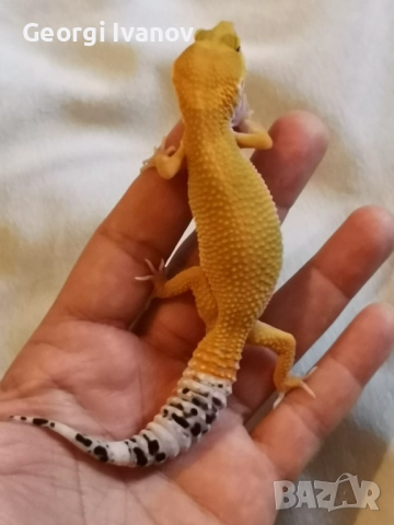 Продавам Леопардов Гекон