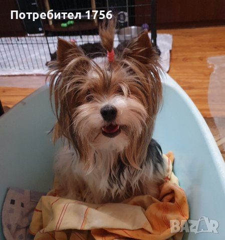 Йоркширски териер, Бивер 