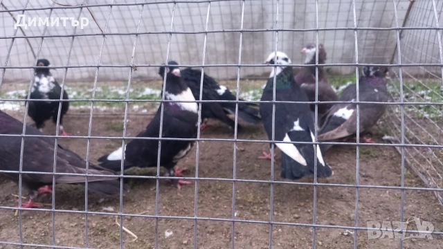 Продавам гълъби Пощенски и храначи 2.50 евро , снимка 4 - Гълъби - 53144100