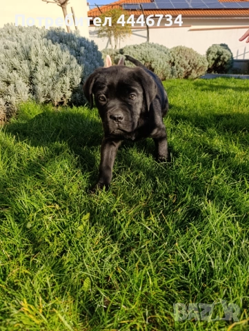 Кане Корсо кученца