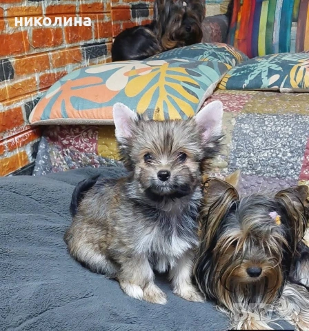 Продавам Йоркширски териер , снимка 9 - Йоркширски териер - 53051709