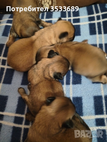 Продавам малки пекита, снимка 5 - Пекинез - 53537838