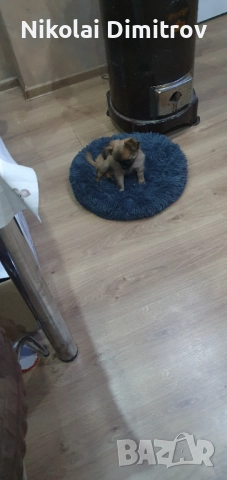 Мини сладурана 