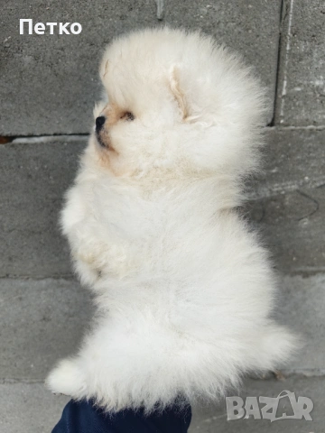 Померани, снимка 2 - Померан - 53604296