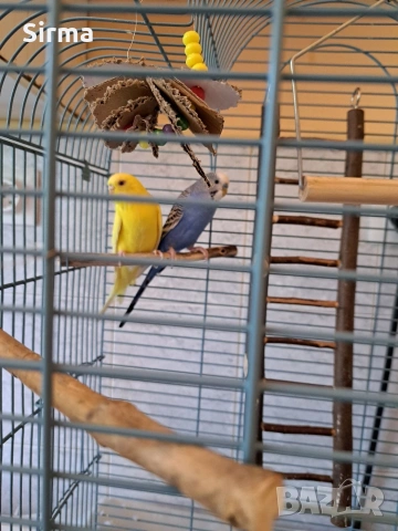 Вълнисти папагали с клетка, хранилка, поилка и играчки, снимка 4 - Папагали - 53307161