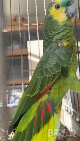 Продава женска синьочела амазона, снимка 3 - Папагали - 52946239