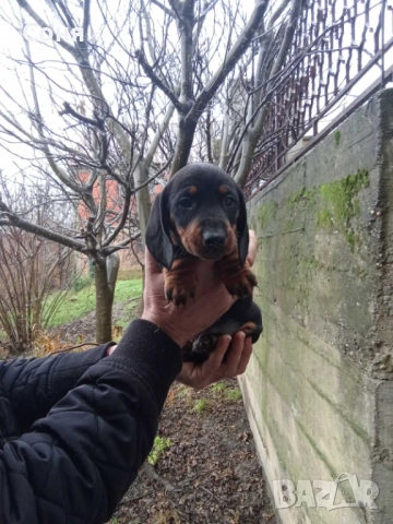 Дакели , снимка 5 - Дакели - 52281660