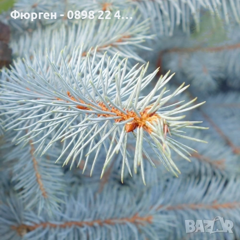 Сребрист смърч (Picea pungens), снимка 7 - Градински цветя и растения - 29531057