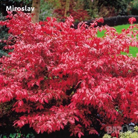 Oгнен храст , снимка 3 - Градински цветя и растения - 28532581