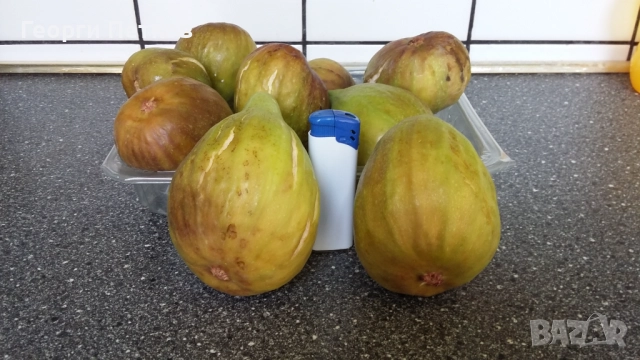 Смокини в кофичка. , снимка 4 - Градински цветя и растения - 51632728