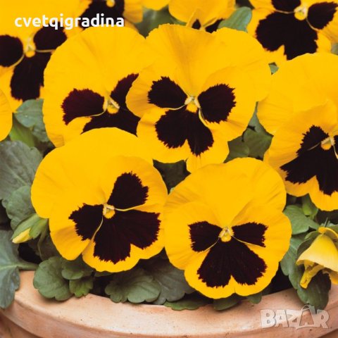 Viola Yellow blotch(Виола Жълто петно)