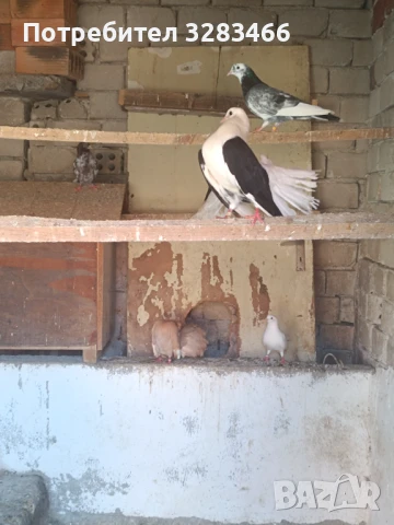 Гълъби, снимка 2 - Гълъби - 50570023