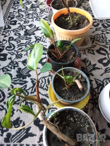 Red Еmerald филодендрон, , снимка 1