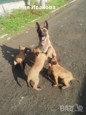Продавам белгийски овчарки, снимка 3 - Белгийска овчарка - 52576640
