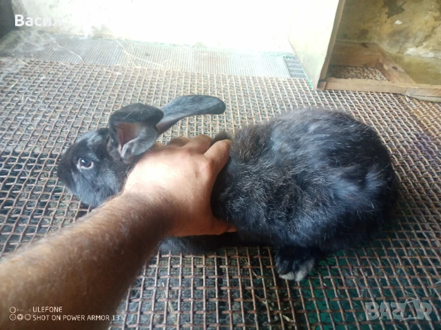 Зайци домашни , снимка 11 - Други животни - 51395663