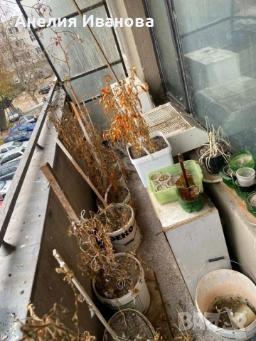 Изпразване на мази,апартаменти и други помещения, снимка 16 - Хамалски услуги - 53601369