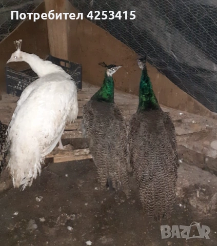 Продавам паунчета на 9 месеца , снимка 7 - други­ - 52271846