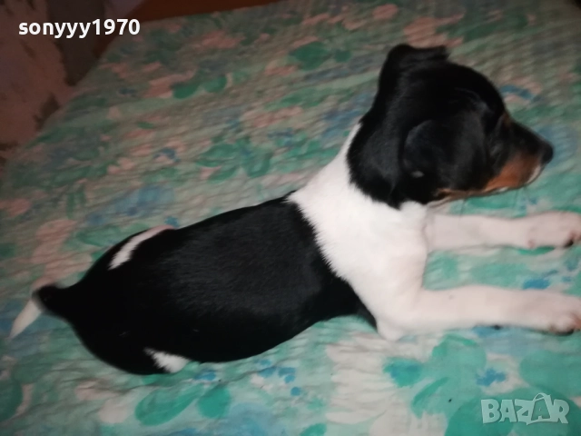 ЖЕНСКО ДЖАКЧЕ НА 90 ДЕНА 2011251700, снимка 10 - Джак ръсел териер - 52482164