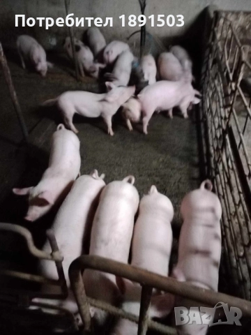 Малки прасета, снимка 2 - Прасета - 52787377