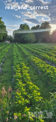 НЕВЕРОЯТЕН СВЕЖ РАЗСАД Ягоди и Малини от Произведител, снимка 7 - Разсади - 53487031