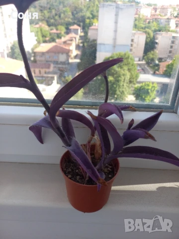 Различни кактуси,каучуково цвете, копривки и др.цветя, снимка 7 - Стайни растения - 50757911