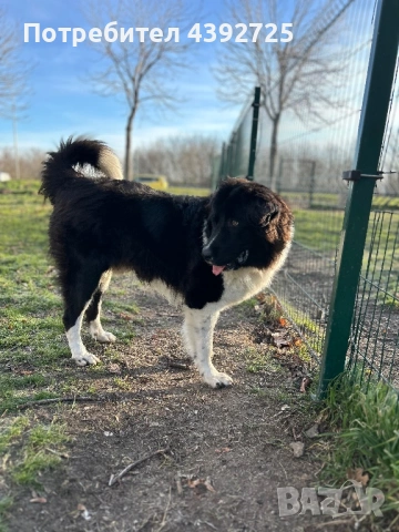 Мъжко каракачанско куче 