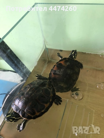 Водни костенурки