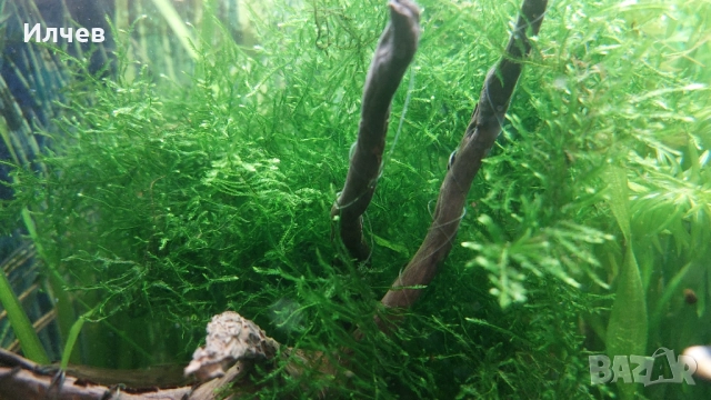 Анцистроси, аквариуми разтения, мъхове, снимка 2 - Рибки - 52969980