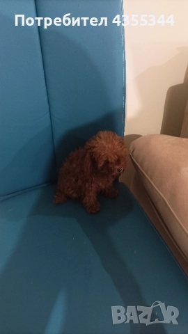 Той пудел, снимка 1