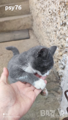 Сиво малко котенце си търси дом, снимка 2 - Други - 52860061
