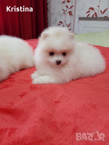 Померан померани померанчета, снимка 5 - Померан - 43700936