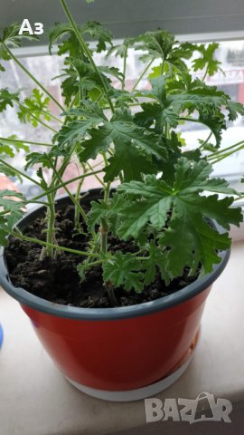 Продавам цветя Индрише (български сорт), снимка 4 - Стайни растения - 35600076