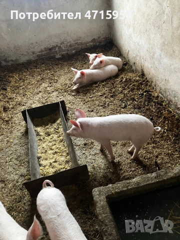 Продавам  малки прасета, снимка 2 - Прасета - 53184759