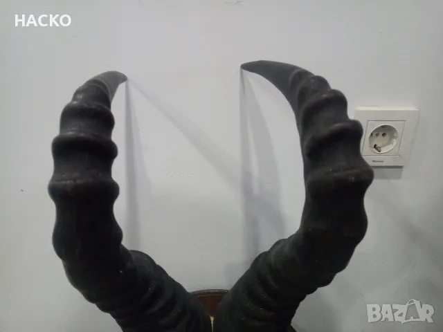 Уникален Трофей Рога с Черап от Антилопа Сейбъл 100% Автентичен, снимка 3 - Други - 48290351