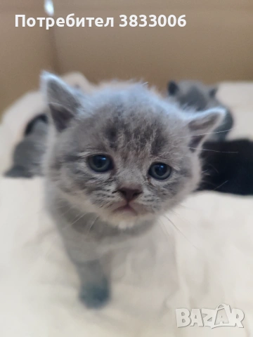  късокосмести Британски котета чистокръвни, снимка 4 - Британска късокосместа - 53519743