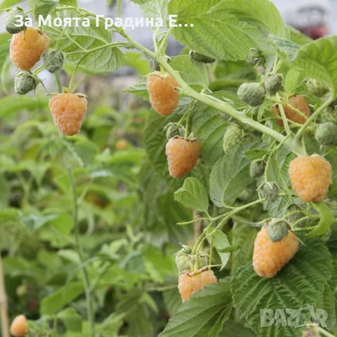 Жълта къпина - Полар , снимка 2 - Сортови семена и луковици - 49491952