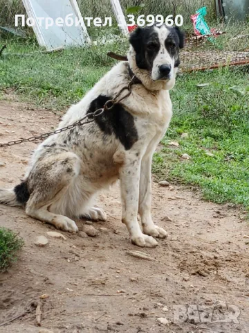 Азиатска овчарка, снимка 3 - Алабай - 42464804