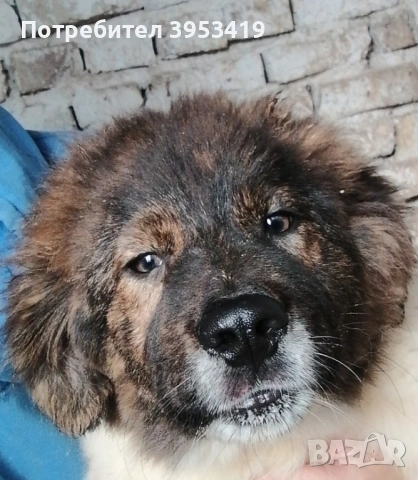 Чистопородни овчарски кученца 