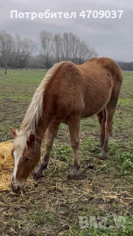Продавам млад хафлингер