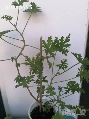 Индрише -ароматно, красиво, полезно, снимка 8 - Градински цветя и растения - 42077773