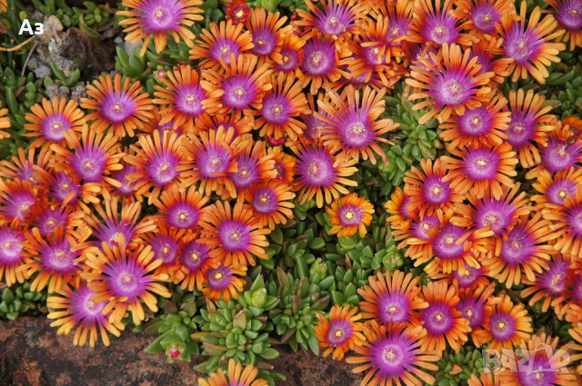 Продавам цветя Делосперма - розова, червена, жълта и бяла, снимка 12 - Разсади - 36552409