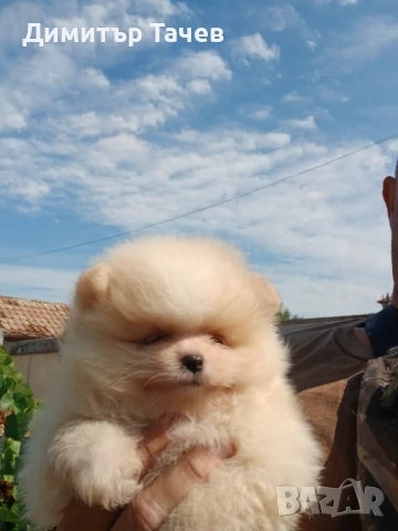 Чистокръвно момиче померан, снимка 1