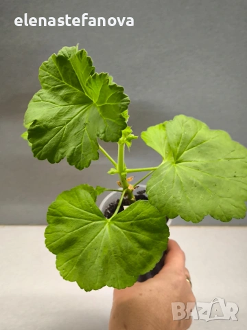 Комплект от сортови мушката / пеларгонии, снимка 5 - Стайни растения - 53343044