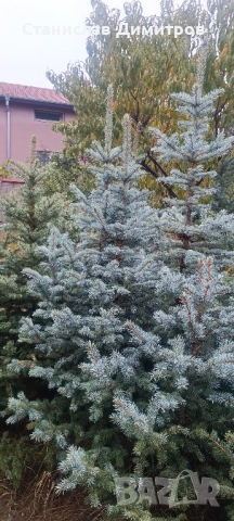 Коледни елхи, живи и отсечени