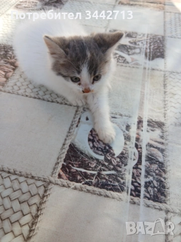 Подарявам 4 котета на 2 месеца