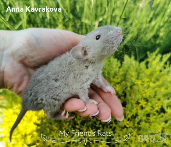 Декоративни плъхчета , снимка 2 - Други - 37326095