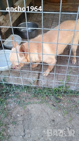 чихуахуа , снимка 4 - Чихуахуа - 52797684