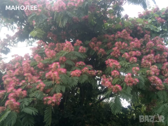 Албиция, снимка 2 - Градински цветя и растения - 52167100